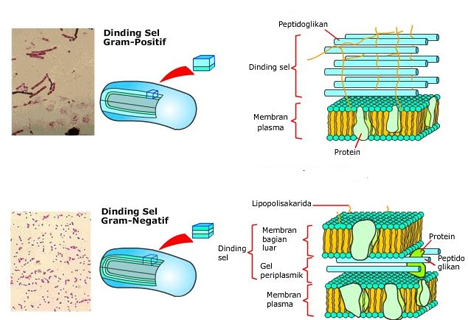 struktur dinding sel gram positif dan gram negatif