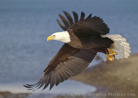 images of eagles in flight