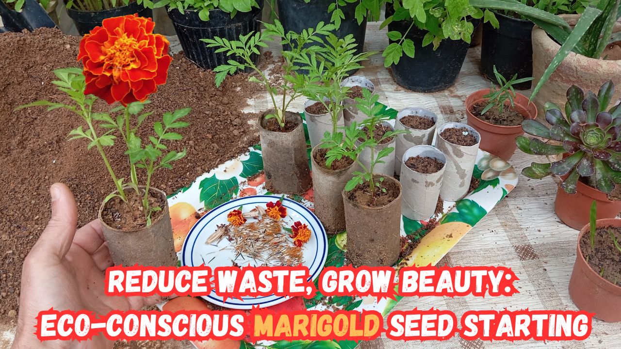 Are you ready to embark on an immersive green adventure, where we'll delve into the art of nurturing marigold seeds from the very beginning using a surprisingly eco-friendly material: toilet paper rolls?