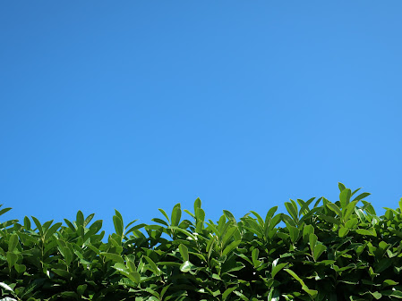 Photo. The bottom quarter of the photo is green leaves, the top three-quarters shows a deep blue sky.