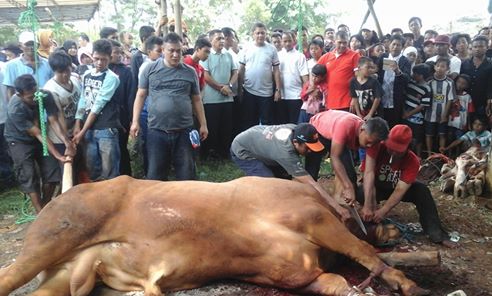 Warga Depok Sembelih 15430 Hewan Qurban 