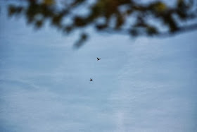 photo of pair of ducks up high