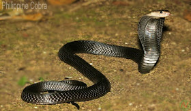 Philippine cobra snake