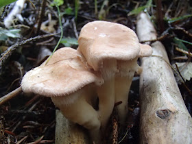 Orawa, Lipnica Wielka, grzyby na Orawie, grzyby września, bacówka, oscypki, bundz