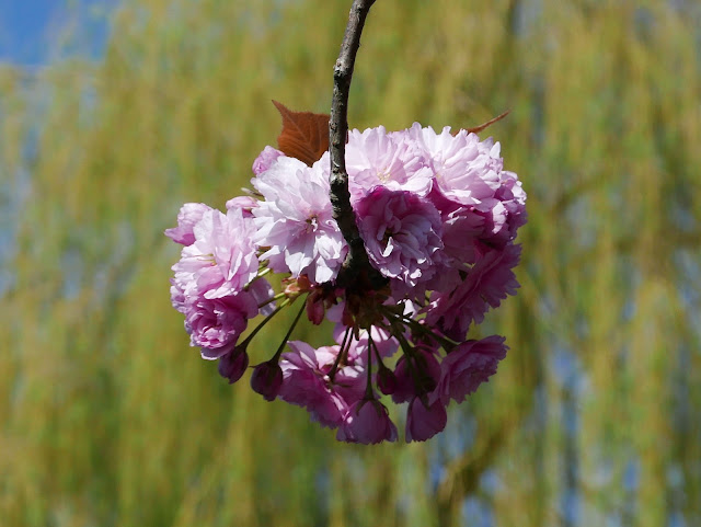 Bloesem, Zevenaar, april 2020