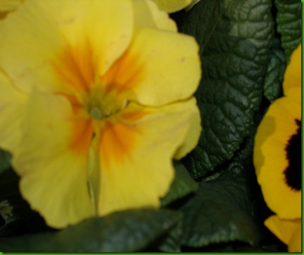 primulas 149