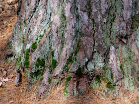 white pine bark with moss and lichens