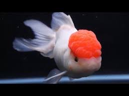 koki red cap oranda