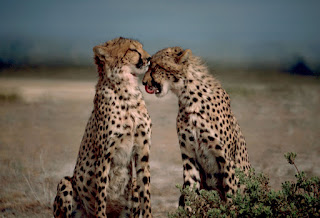 cheetah couple