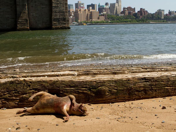 Rata mutante en playa de NY