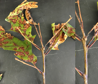 Oaks leave dying and turning light brown due to fungus infection