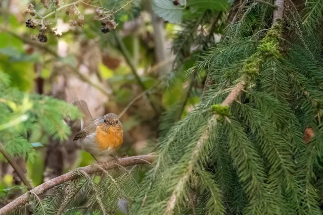 Macaleandrul (Erithacus-rubecula)