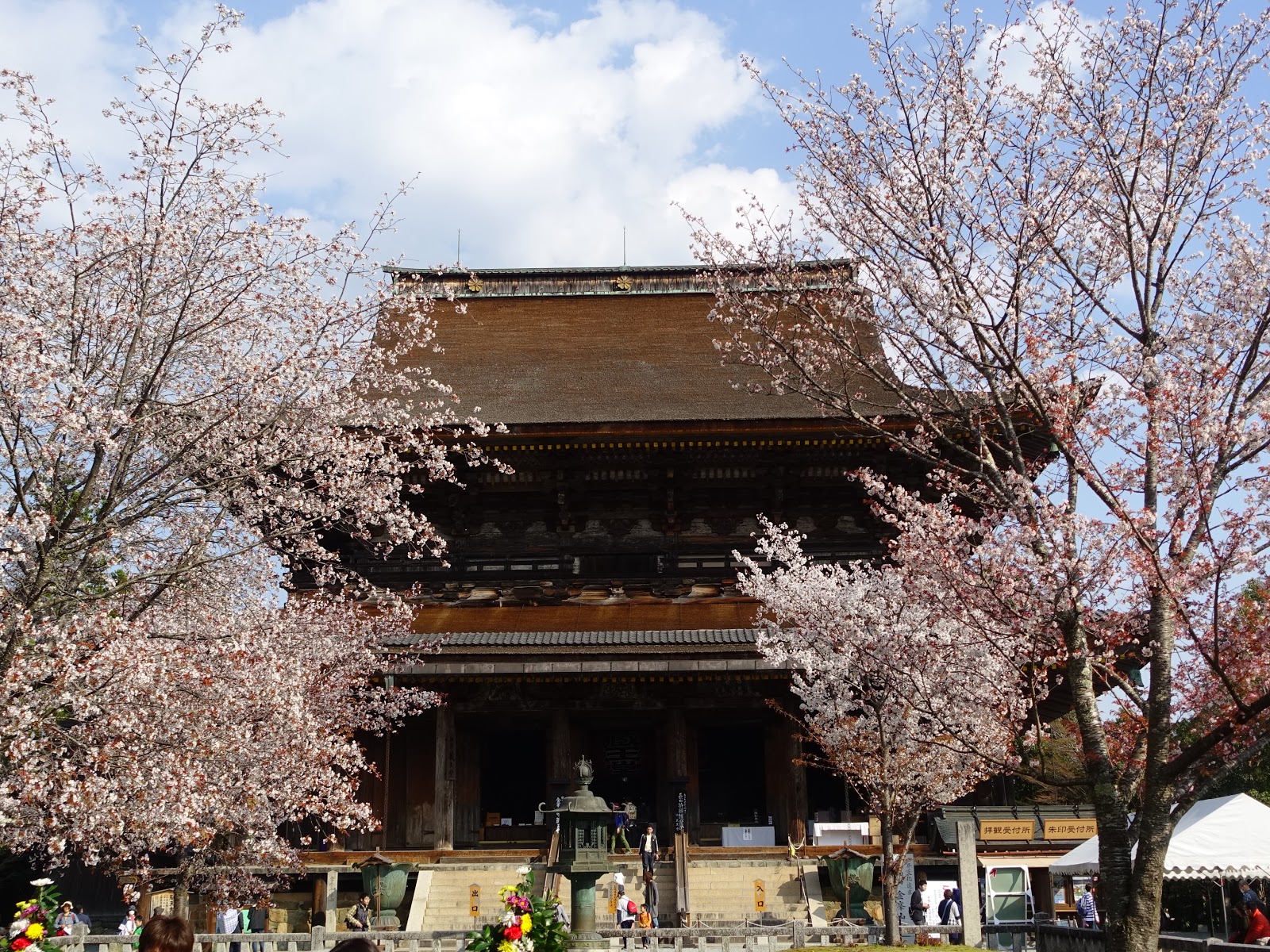 早朝から吉野山の桜を見に車で行く おでかけスポット情報局