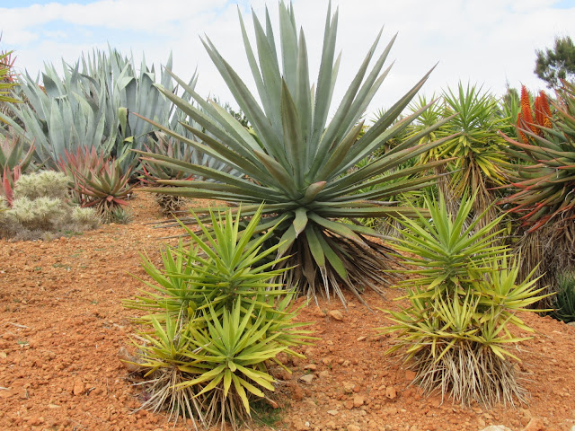 Botanicactus Botanischer Garten Mallorca