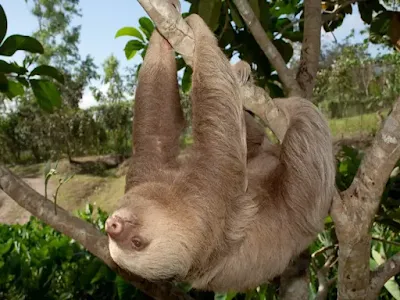 Lazy Sloth