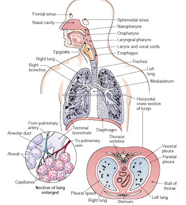 Image result for the organs of the respiratory system