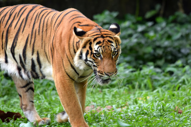 A healthy Malayan Tiger found in the Malaysian rainforest - (c) WWF-Malaysia_Shariff Mohamad (1) Penang Blog Blogger Collaboration Shopee