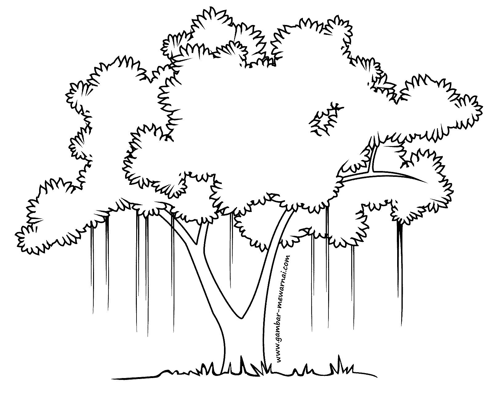 Mewarnai Gambar Pohon Beringin Contoh Gambar Mewarnai