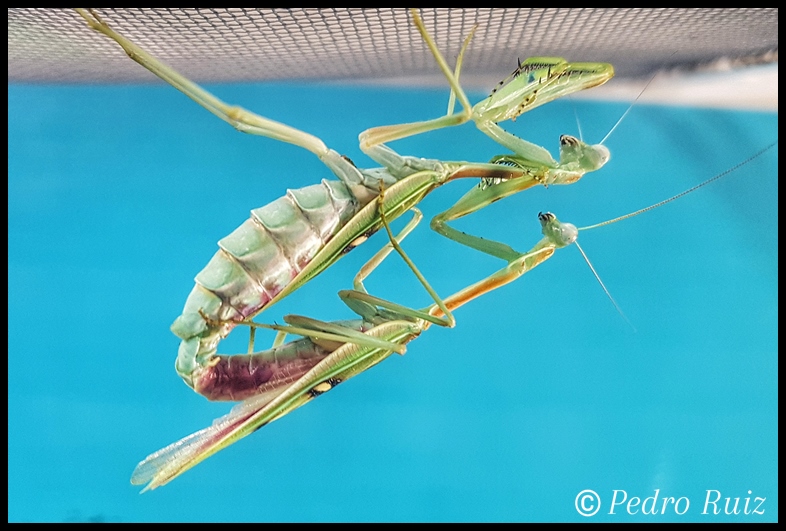 Cópula de Omomantis zebrata