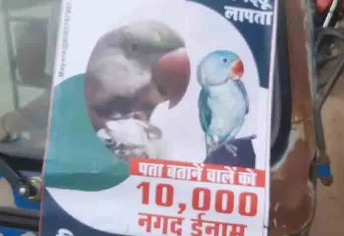 News, National, Parrot Missing, Madhya Pradesh News, Dhamo, Family, Cash Reward, Parrot Goes Missing, Madhya Pradesh Man Offers Rs 10,000 Cash Reward.