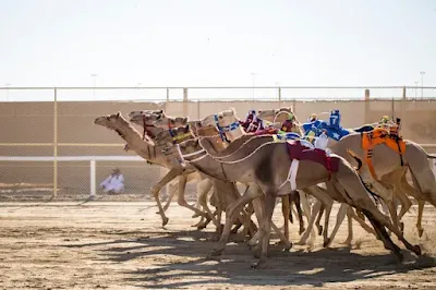 Camelos no Oriente Médio são a principal fonte do vírus