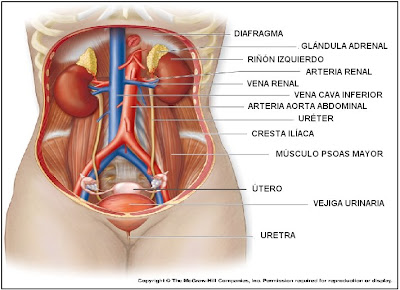 Órganos del sistema urinario o renal