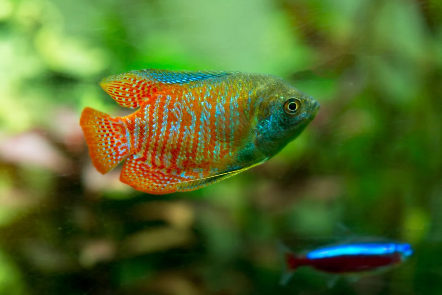 Ikan Dwarf Gourami Mudah Dipelihara di Akuarium - Ikanhiasku.net