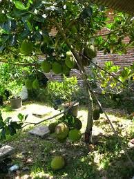 nangka mini
