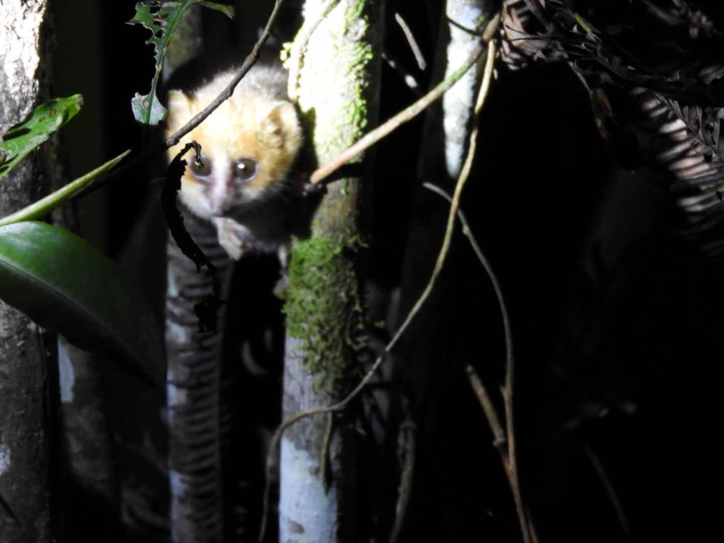 Dwarf Lemur