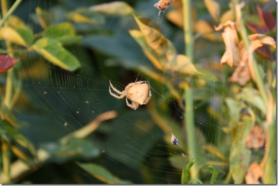 Crab Spider! 001