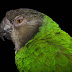 A profile of the Senegal Parrot