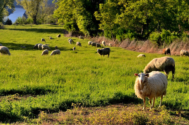 ribeira sacra ourense parada de sil ovella