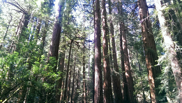 secuoyas de los  bosques Muir