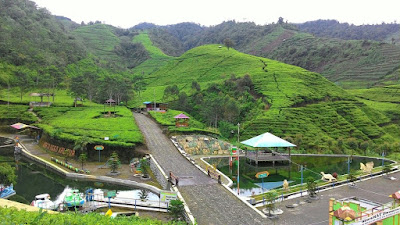 A year-end holiday charm in the cool Kaligua tea plantation.