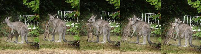 Kangaroo in backyard with Joey