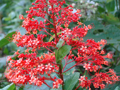 Roadside Red Flower