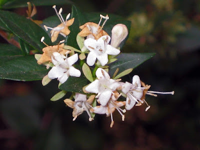 Abelia chinensis care and culture