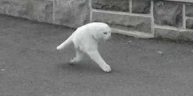 Heboh kucing aneh berbadan setengah dan berkaki dua muncul di Google Streetview