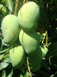 Mangga (Mangifera indica L.) is a fruit tree that can be seen throughout the entire Philippines. Most of them are planted on Mt. Banahaw. It is an edible fruit that makes wonderful landscapes in the farms. They usually a fast growing trees to about 60-65ft. Some Mango trees can live over 200 - 300 years and still bears a fruits. Usually mango leaves are dark green, oblong or roundish-oblong in shape. Its fruits are irregularly egg-shaped and slightly compressed large fleshy drupes. It varies considerably in size, shape, color, presence of fiber, flavor, taste and several other characters depending on variety.  The leaves are used in treatment of diabetes, for chronic diseases of the lungs, for asthma and colds. The flowers are used in handling diarrhea. The ripe fruit is said to be diuretic, laxative, and useful for constipation. The seed (pit/stone) of Manga is used for diarrhea and is considered anthelmintic. The seeds are also used for treating round worm.