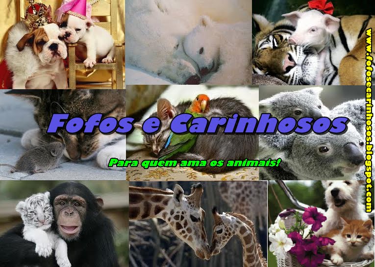 Fofos e Carinhosos