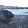 Gif / Gif all the things! De revolutie van het gifje | RTL Nieuws / The most popular gifs look like this today!