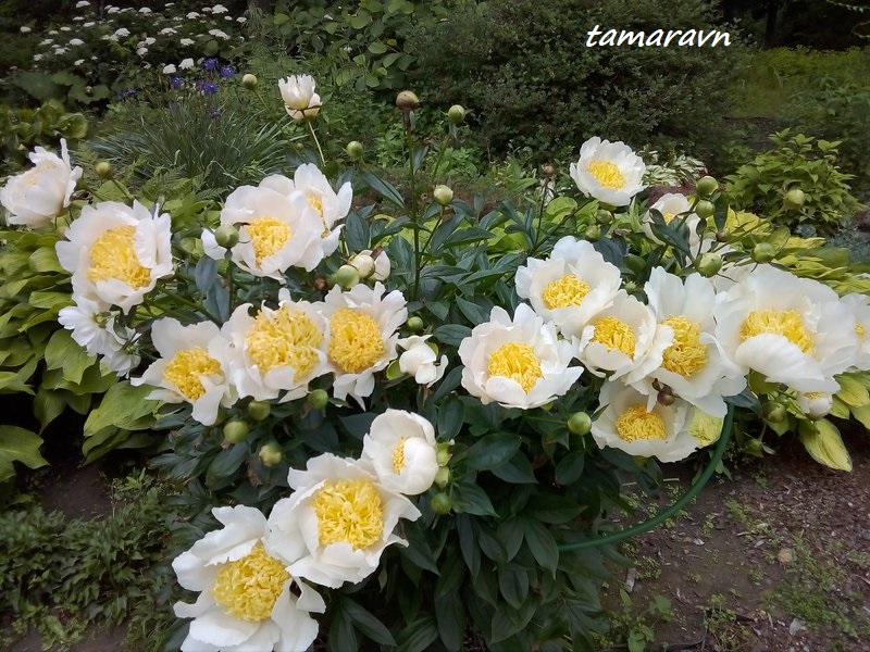 Пион 'Yellow King' / Пион 'Йеллоу Кинг' (Paeonia 'Yellow King')