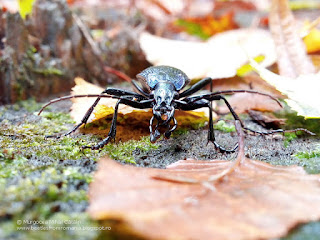 Carabus (Chaetocarabus) intricatus intricatus IMG131304