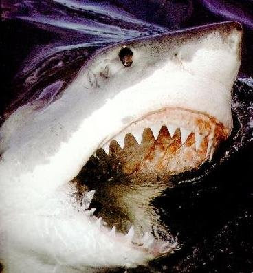 shark teeth clipart. Sharks+teeth+in+mouth