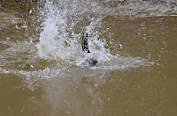 beaver slapping its tail