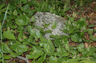 Maianthemum canadense