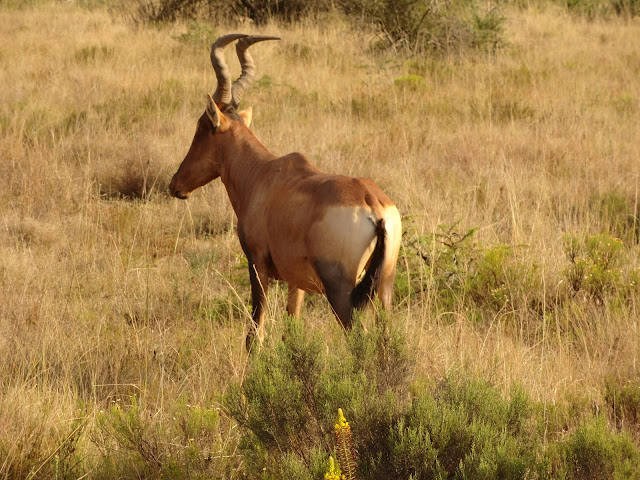 CATCHING "THE BIG FIVE" IN THE SHAMWARI GAME PARK