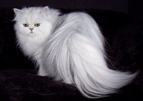 Persian Cat