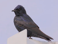 Purple Martin Pictures Birds