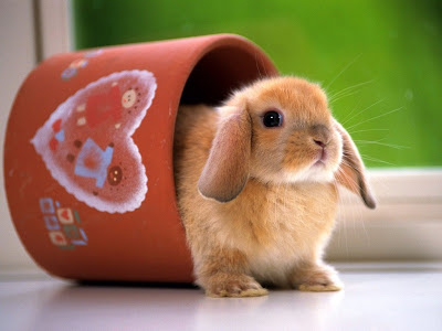 Cute Rabbit Normal Resolution HD Wallpaper